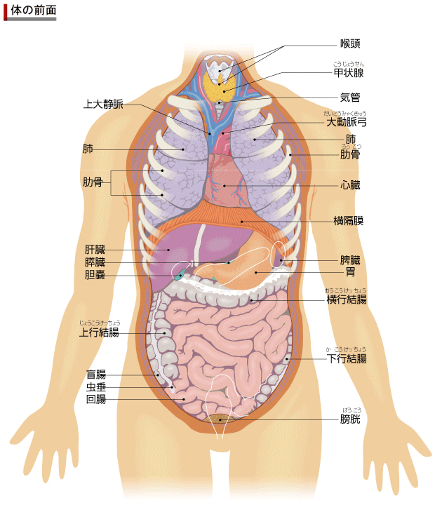 臓器位置（前）