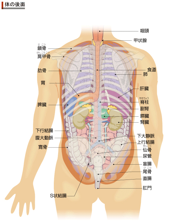 臓器位置（後ろ）